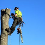 Tree Surgeon
