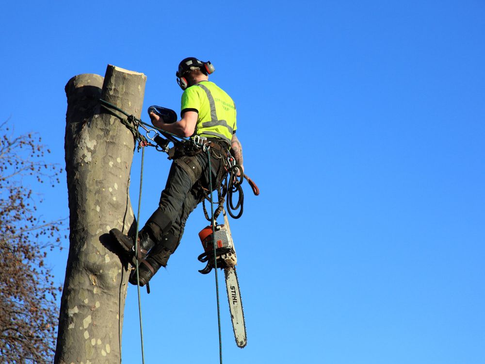 Tree Surgeon